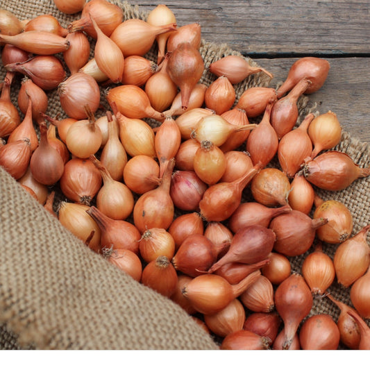 Potato Onion (5 Bulbs)
