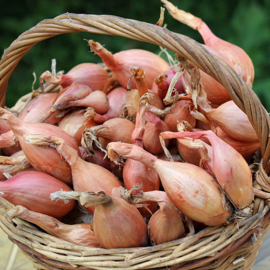 French Echalion (5 Bulbs)