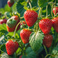 Strawberry - Red Gauntlet (5 Runners)