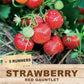 Strawberry - Red Gauntlet (5 Runners)