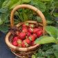 Strawberry - Adina (4 Runners)