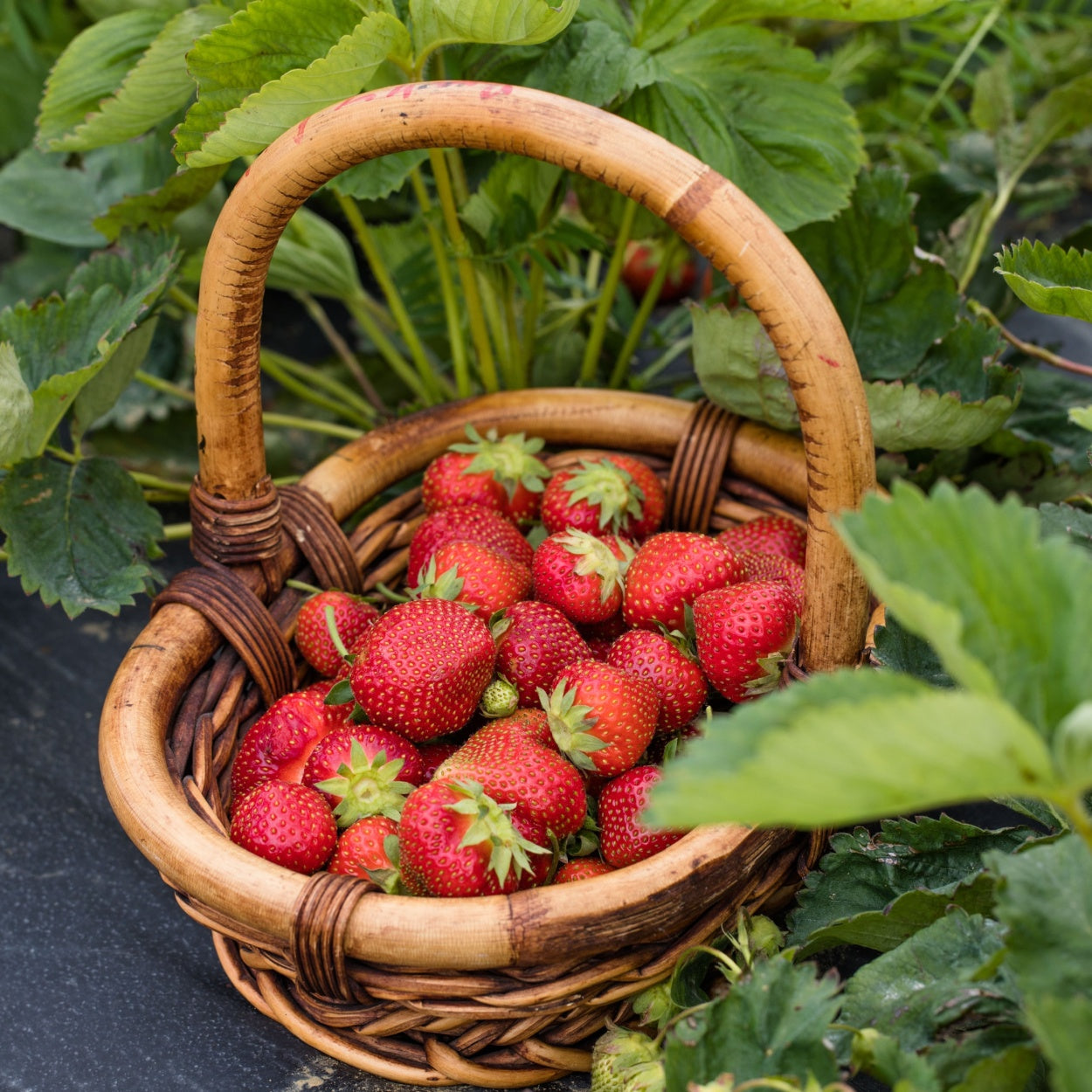 Strawberry - Adina (4 Runners)