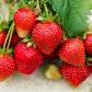Strawberry - Tioga (4 Runners)