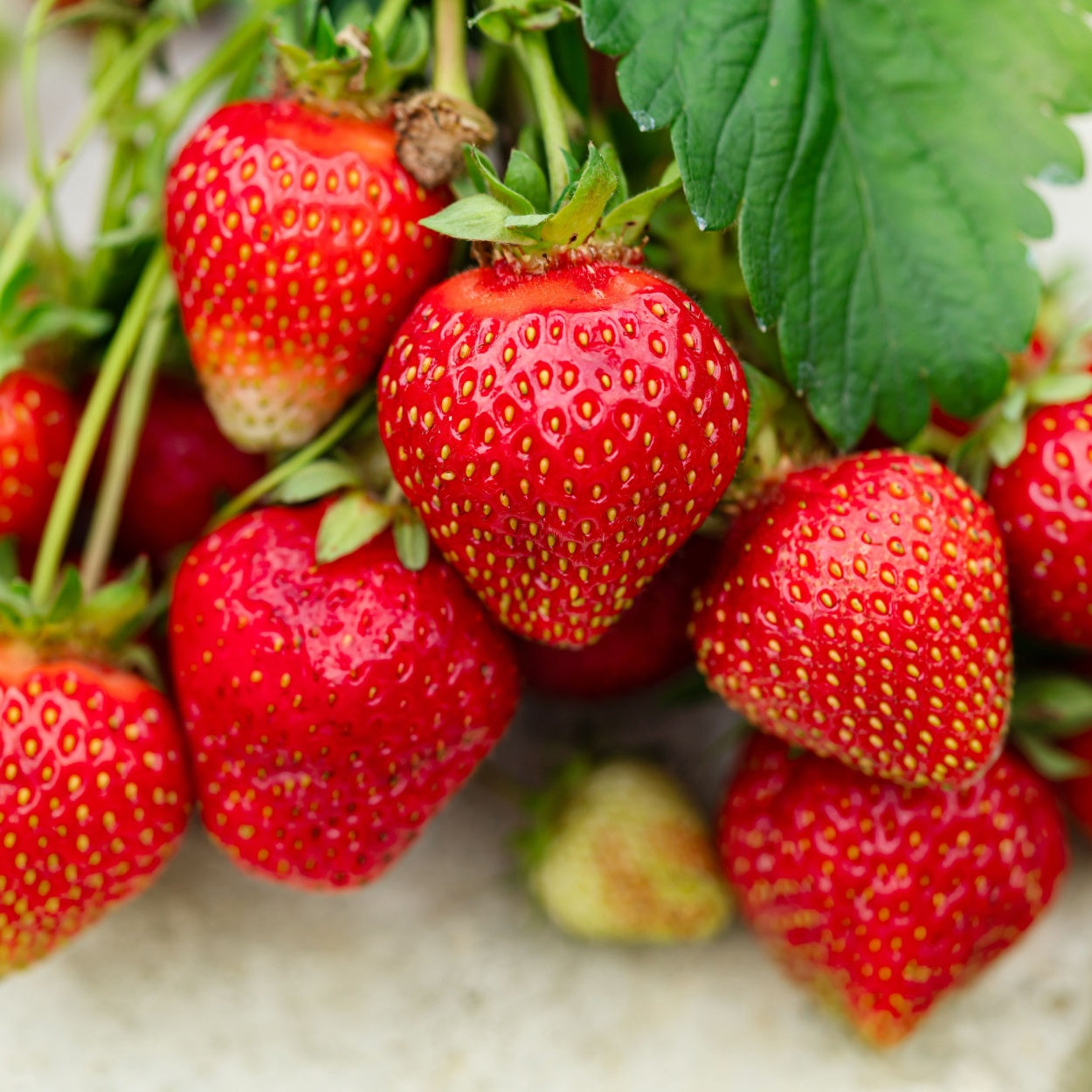 Strawberry - Tioga (4 Runners)