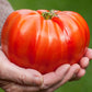 TOMATO - Big Boy
