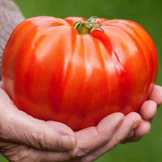 TOMATO - Big Boy