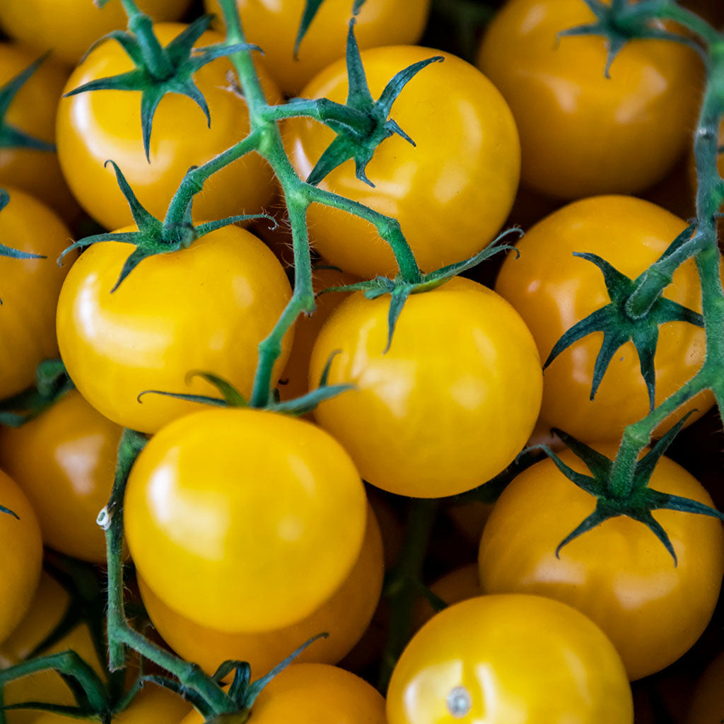 TOMATO - Napa Chardonay