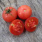 DWARF TOMATO - Pink Opal  - Lycopersicon esculentum