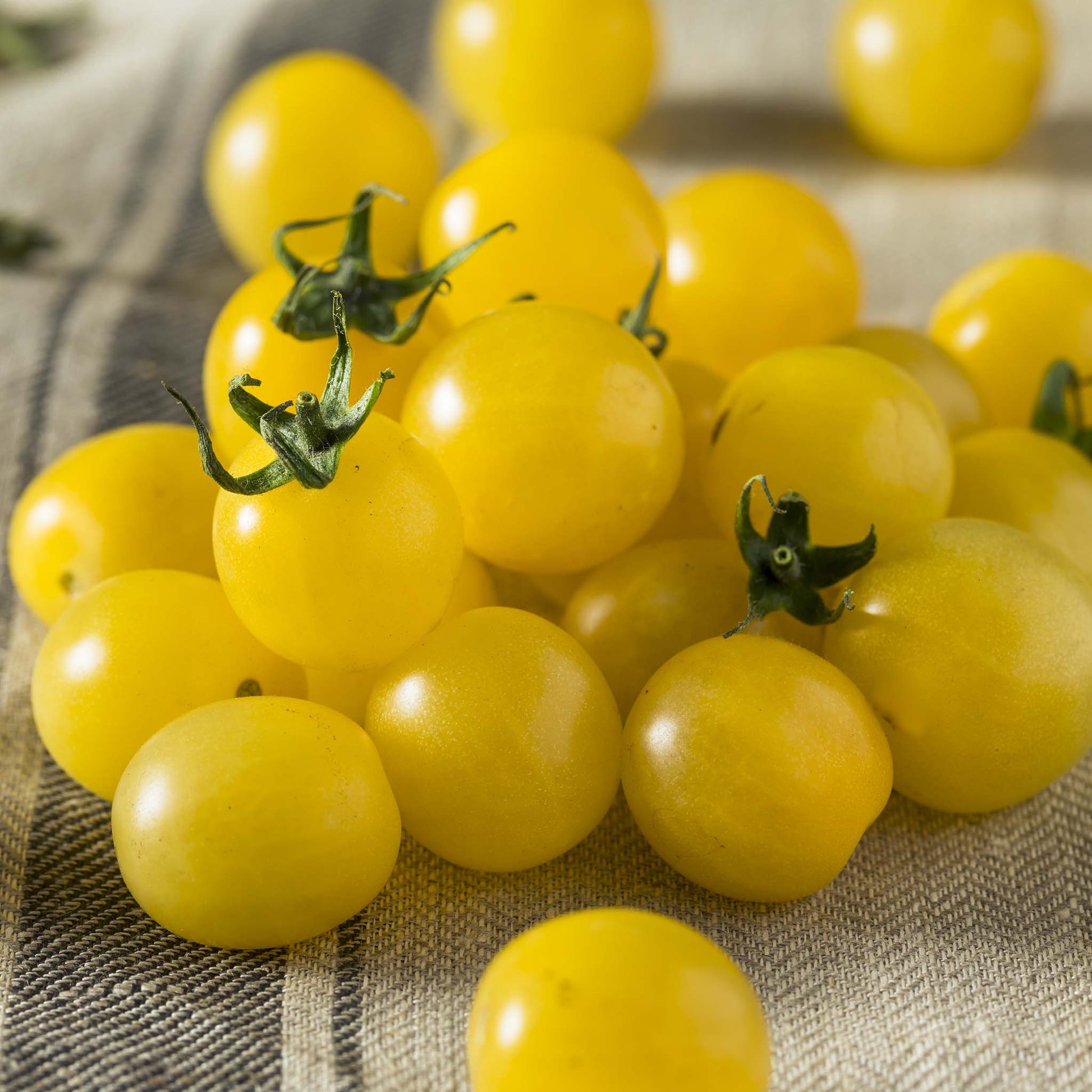 DWARF TOMATO - Eagle Smiley  - Lycopersicon esculentum