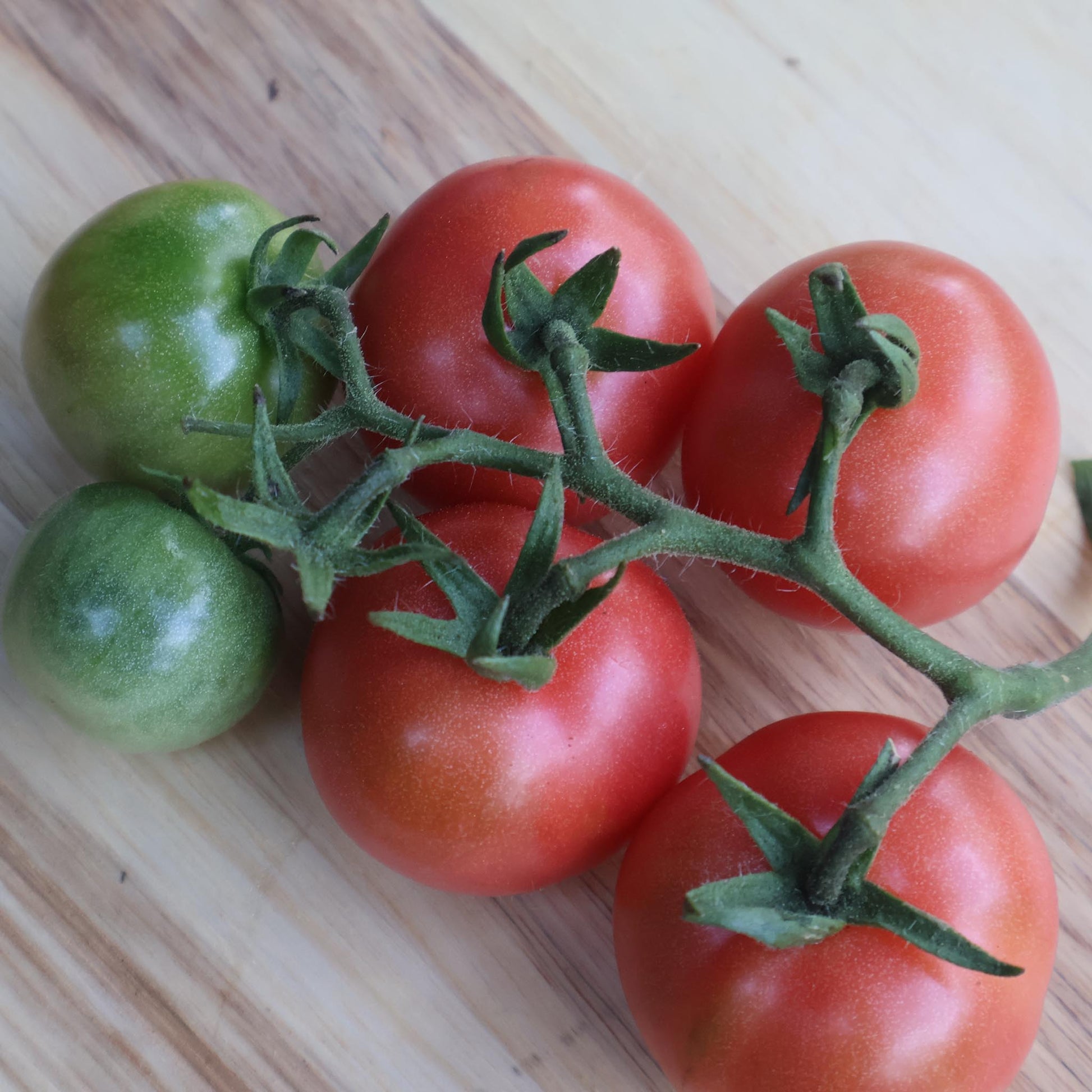 DWARF TOMATO - Johnson's Cherry  - Lycopersicon esculentum