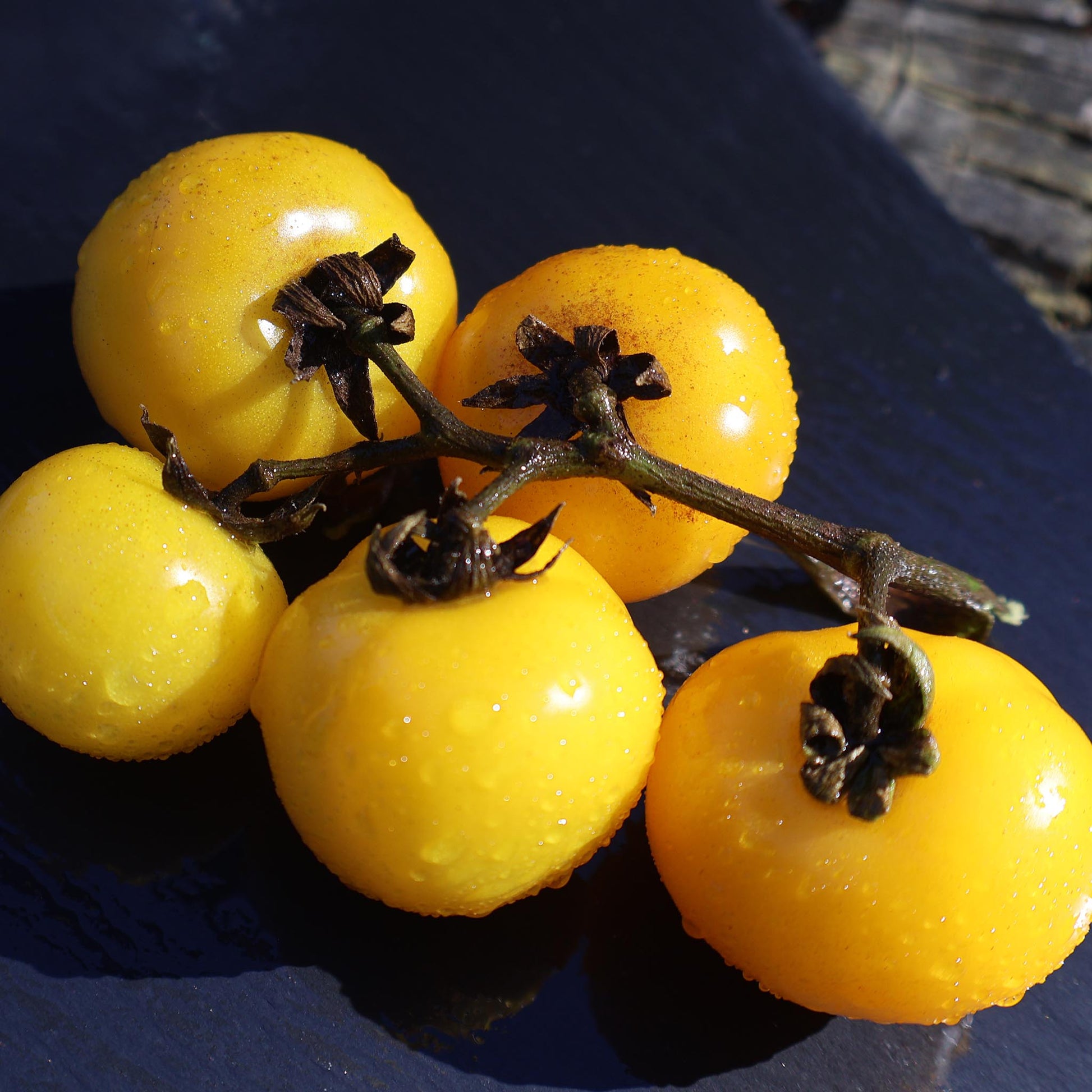 DWARF TOMATO - Galens Yellow  - Lycopersicon esculentum