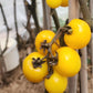 DWARF TOMATO - Galens Yellow  - Lycopersicon esculentum