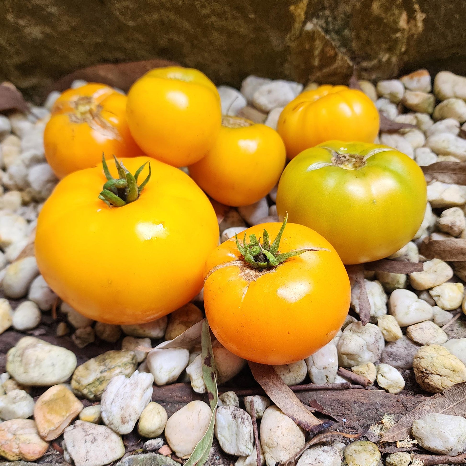 DWARF TOMATO - Tanager  - Lycopersicon esculentum