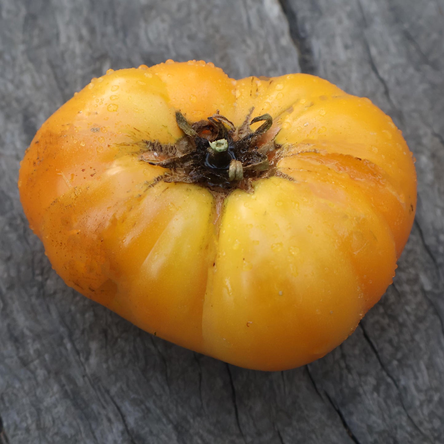 DWARF TOMATO - Tanager  - Lycopersicon esculentum