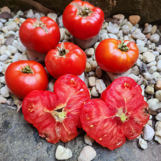 DWARF TOMATO - Waratah  - Lycopersicon esculentum