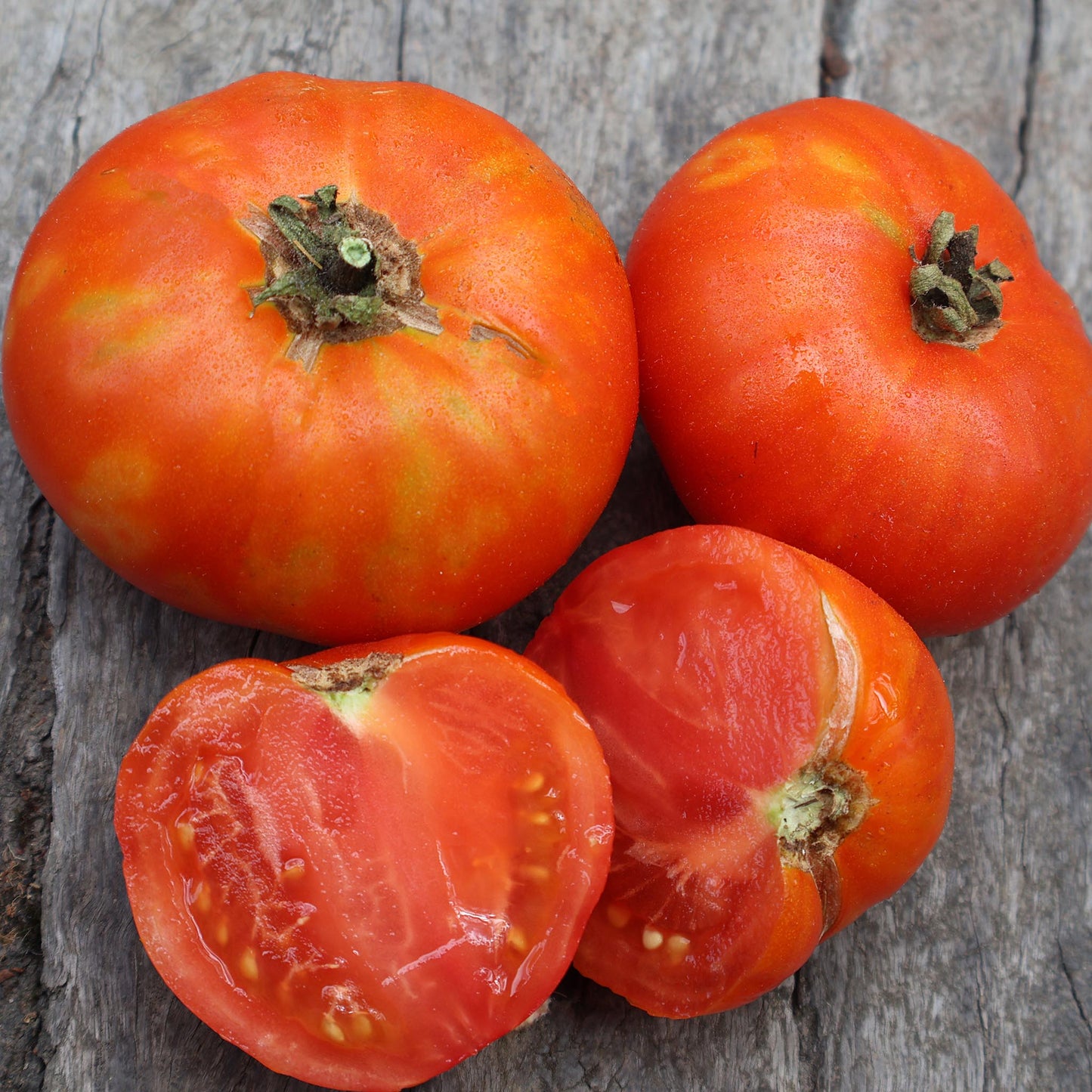 DWARF TOMATO - Hannah's Prize  - Lycopersicon esculentum