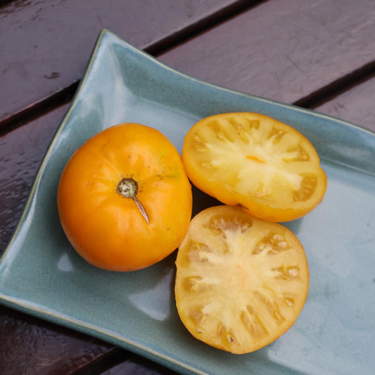 DWARF TOMATO - Elsie Fancy  - Lycopersicon esculentum