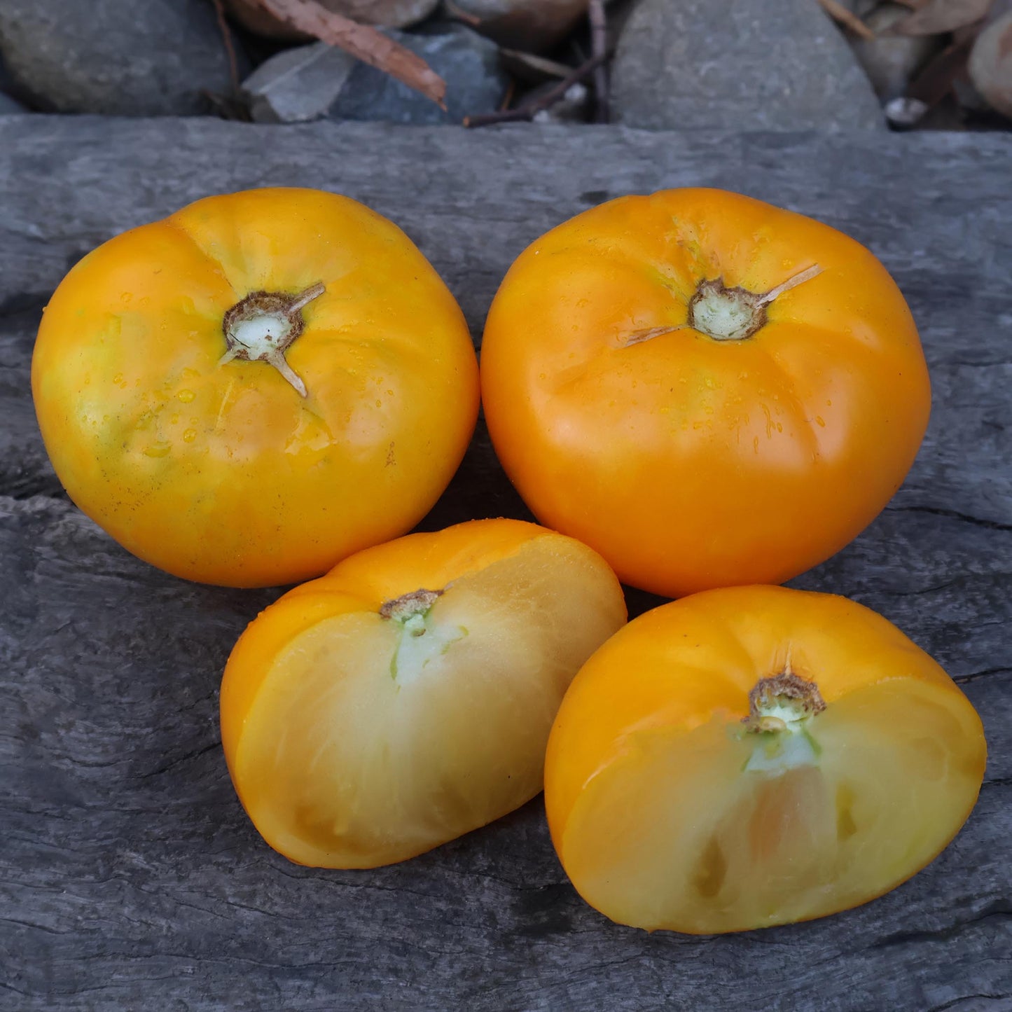 DWARF TOMATO - Elsie Fancy  - Lycopersicon esculentum