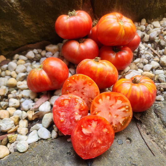 DWARF TOMATO - Sonrojo  - Lycopersicon esculentum