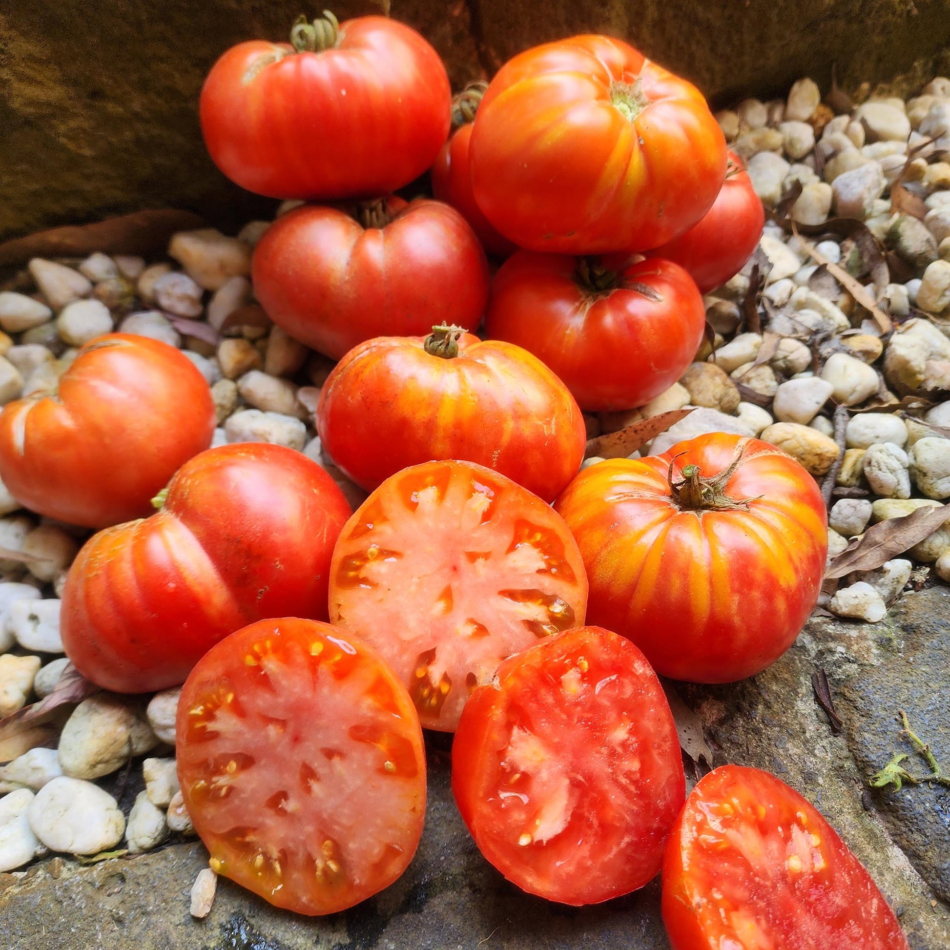 DWARF TOMATO - Sonrojo  - Lycopersicon esculentum