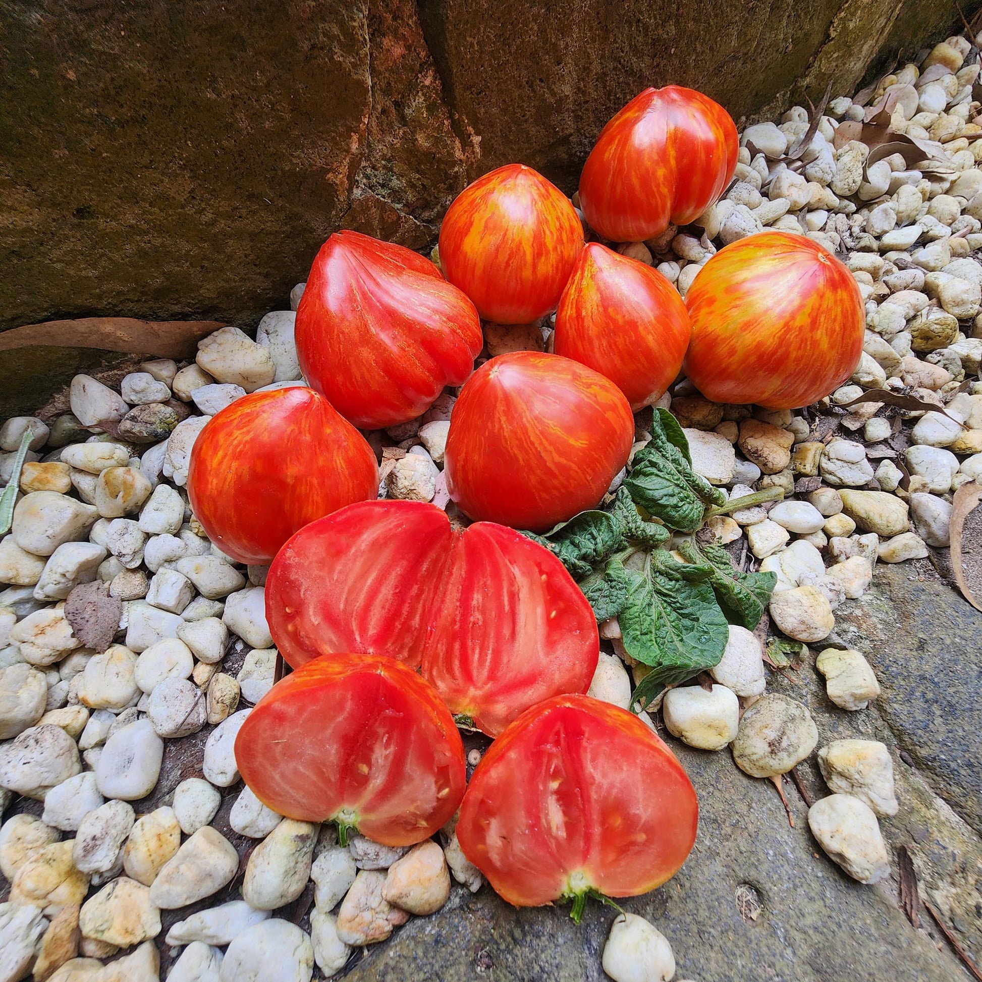 DWARF TOMATO - Stony Heart  - Lycopersicon esculentum