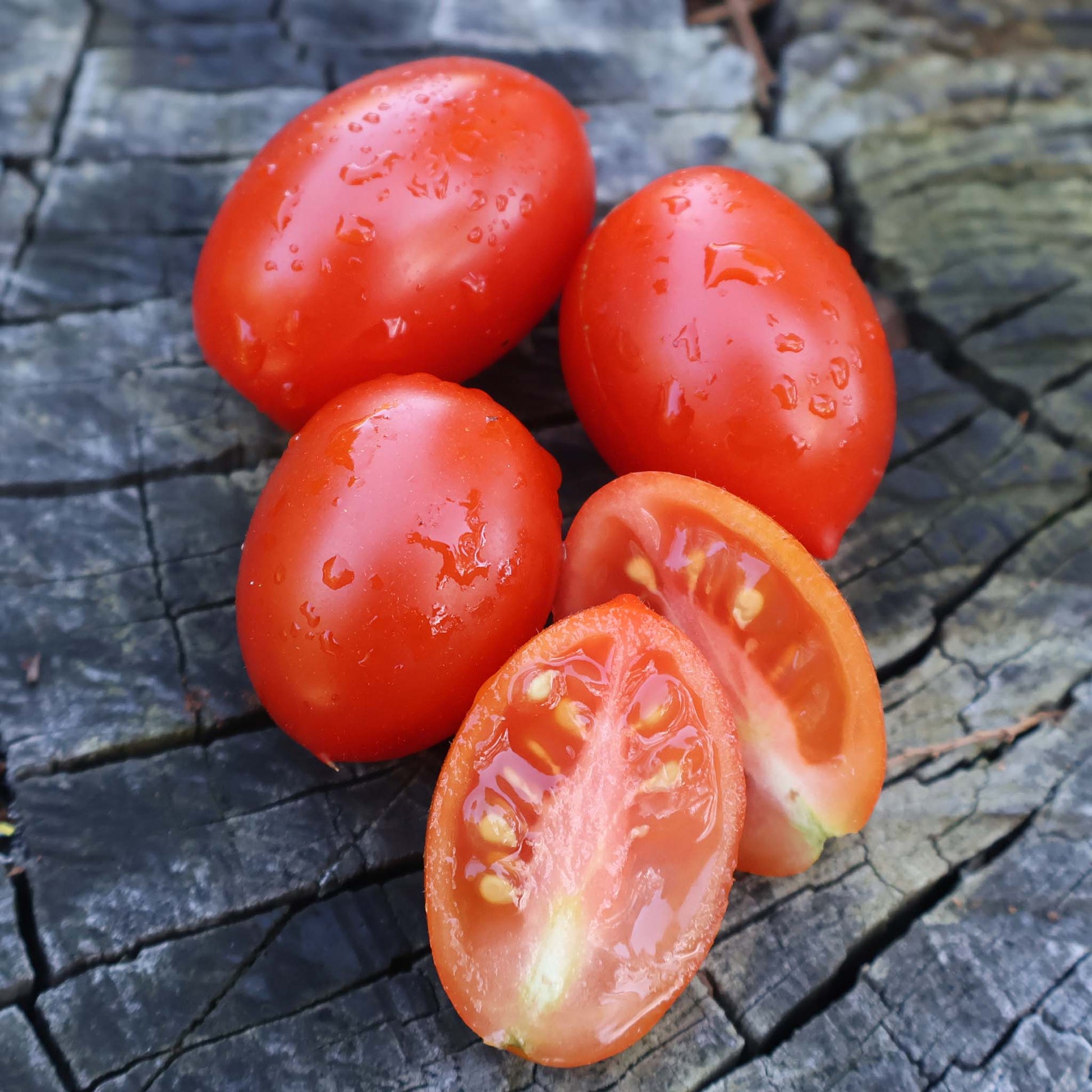 MICRO TOMATO - Hardins Miniature  - Lycopersicon esculentum