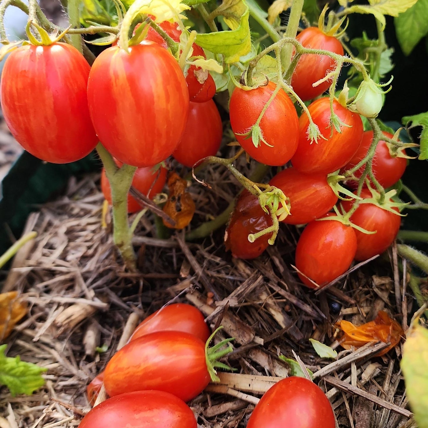 MICRO TOMATO - Laura #5  - Lycopersicon esculentum