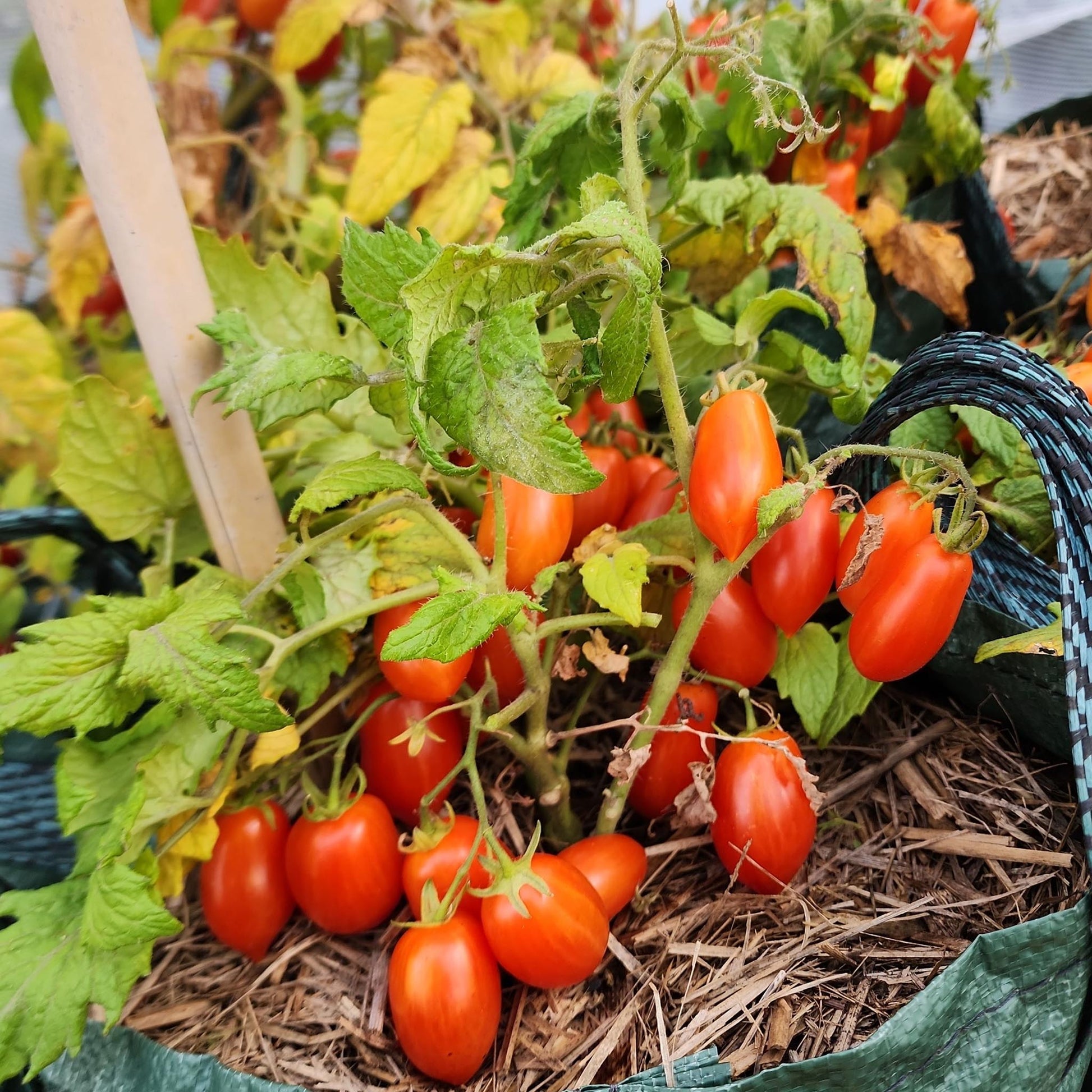 MICRO TOMATO - Laura #5  - Lycopersicon esculentum