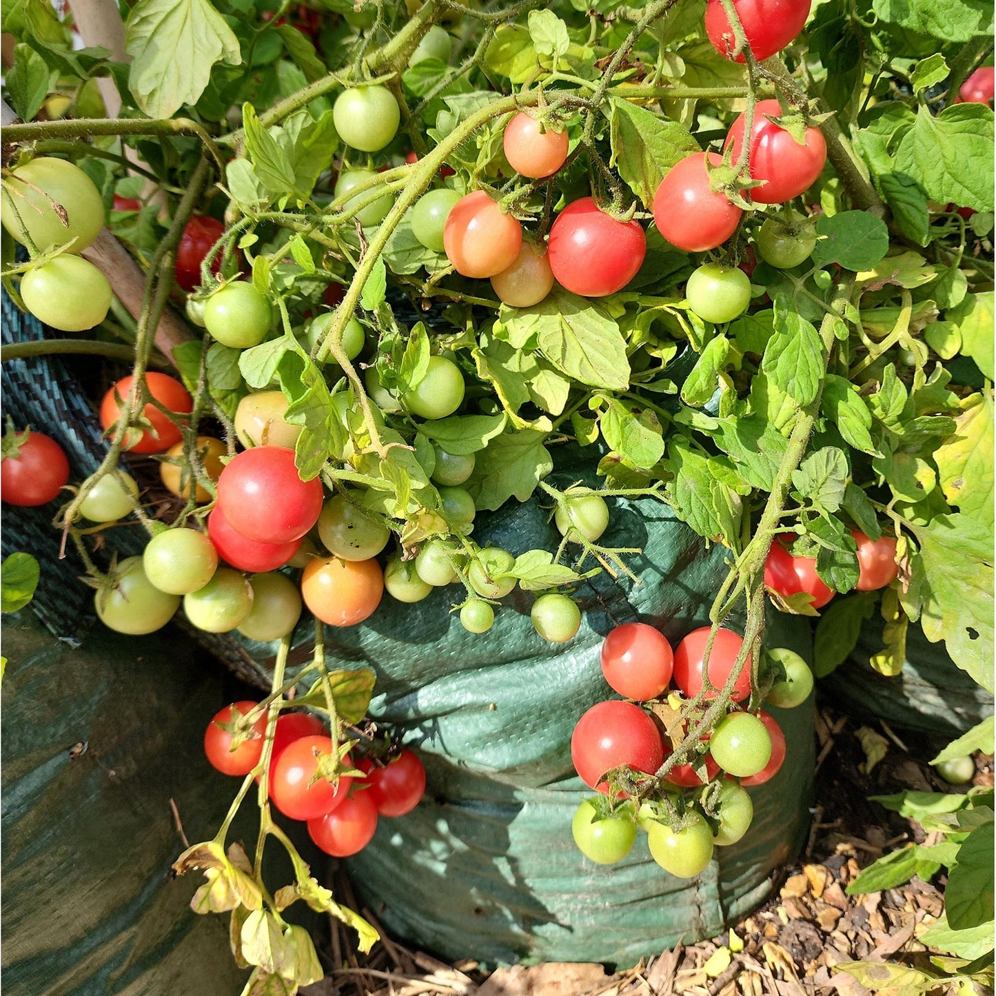 MICRO TOMATO - Gartenperle  - Lycopersicon esculentum