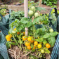 MICRO TOMATO - Jochalos  - Lycopersicon esculentum