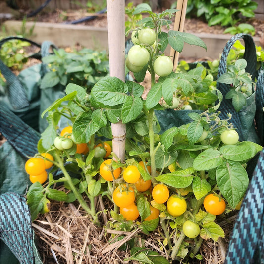 MICRO TOMATO - Jochalos  - Lycopersicon esculentum