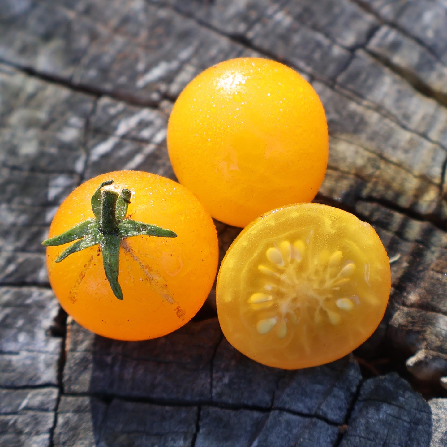 MICRO TOMATO - Jochalos  - Lycopersicon esculentum