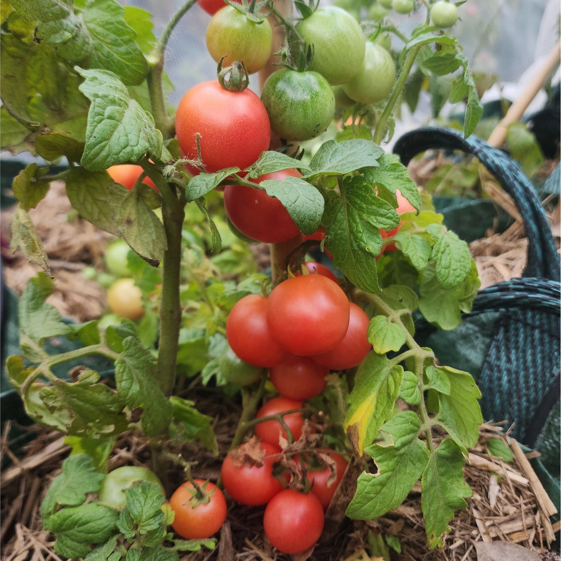 MICRO TOMATO - Rosy Finch  - Lycopersicon esculentum