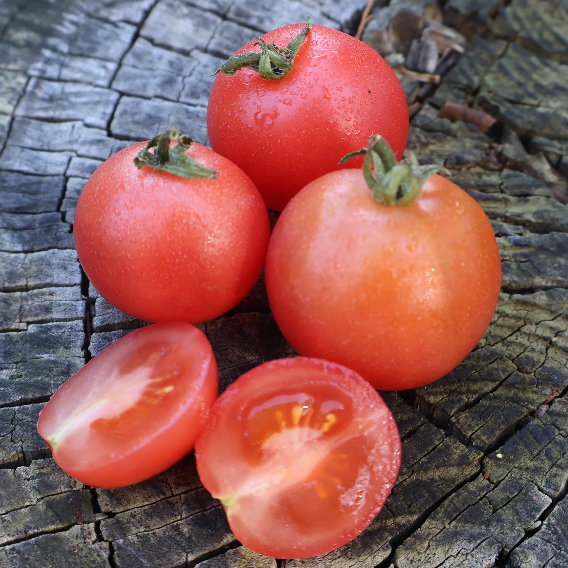 MICRO TOMATO - Rosy Finch  - Lycopersicon esculentum