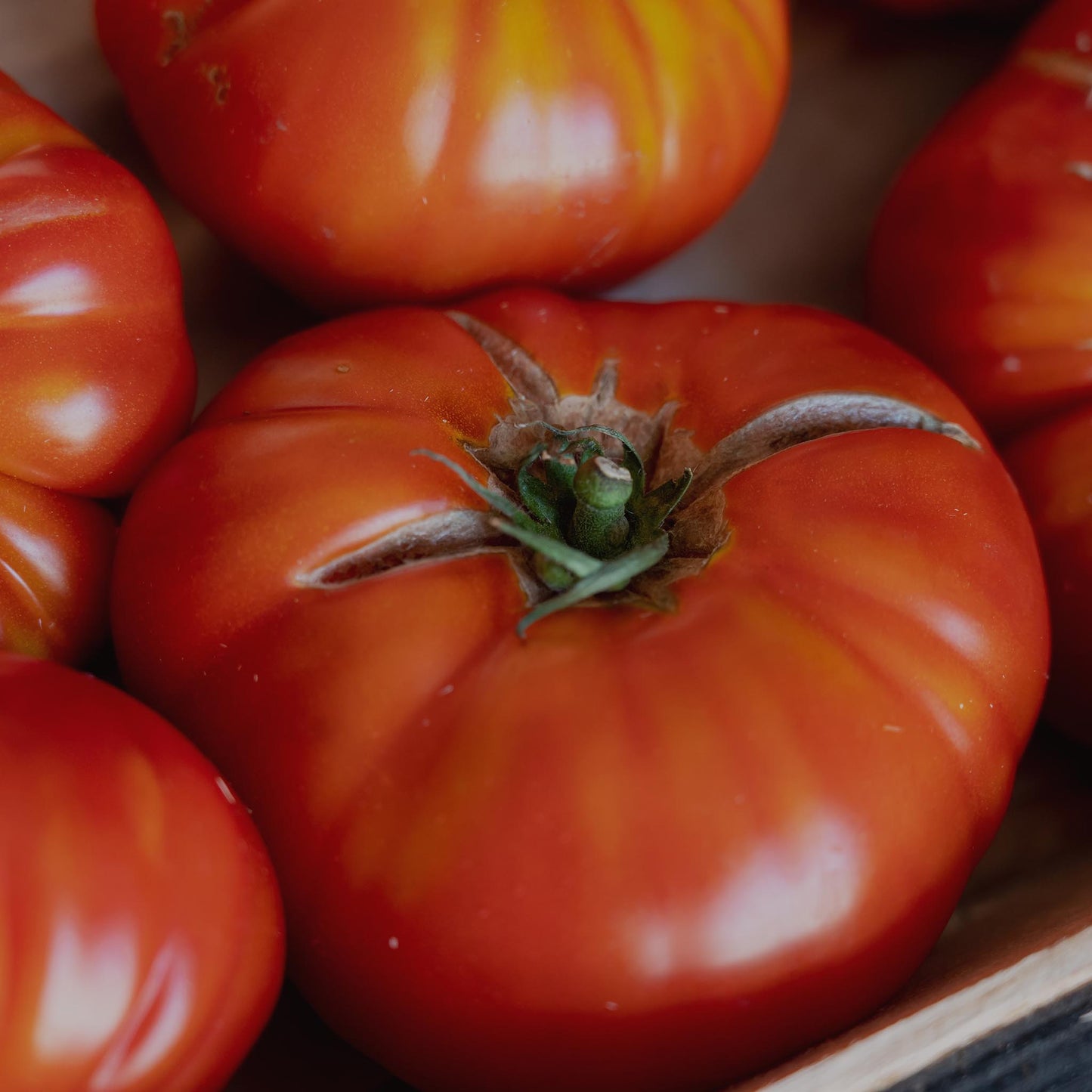 TOMATO - Paul Robeson Tomato  - Lycopersicon esculentum