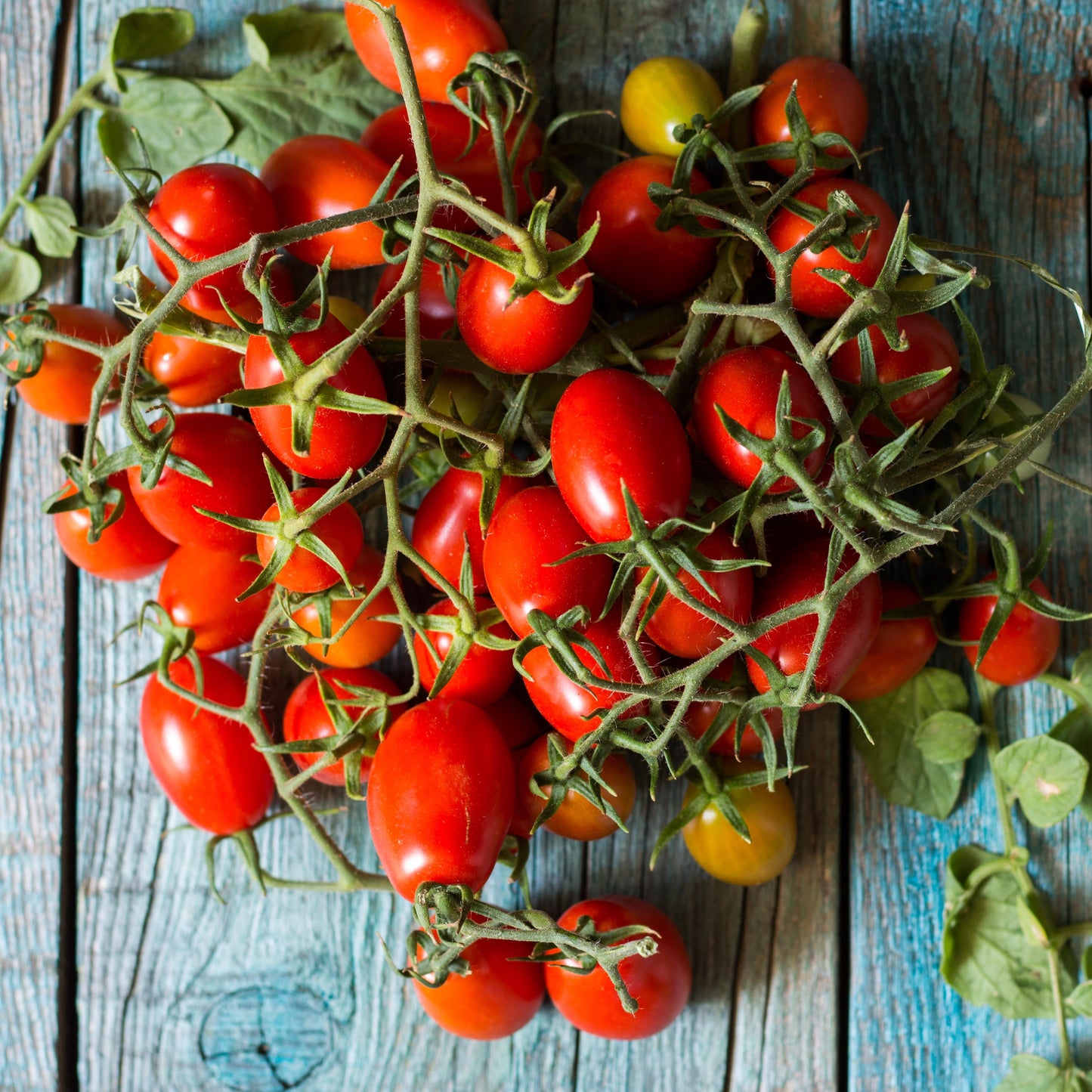 TOMATO - Piennolo del Vesuvio  - Lycopersicon esculentum