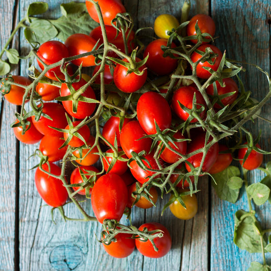 TOMATO - Piennolo del Vesuvio  - Lycopersicon esculentum