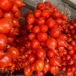 TOMATO - Piennolo del Vesuvio  - Lycopersicon esculentum