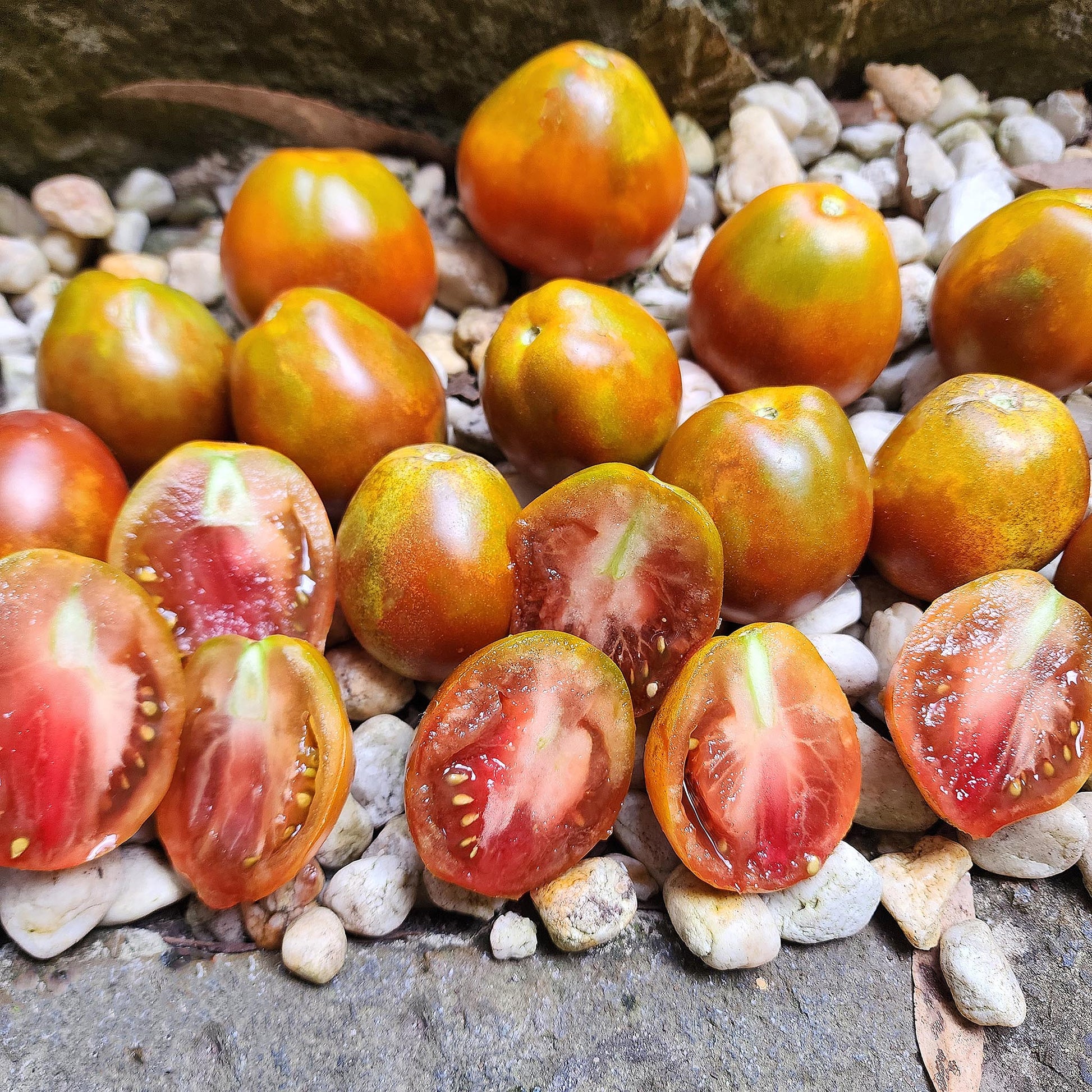 TOMATO - Japanese Black Trifele  - Lycopersicon esculentum