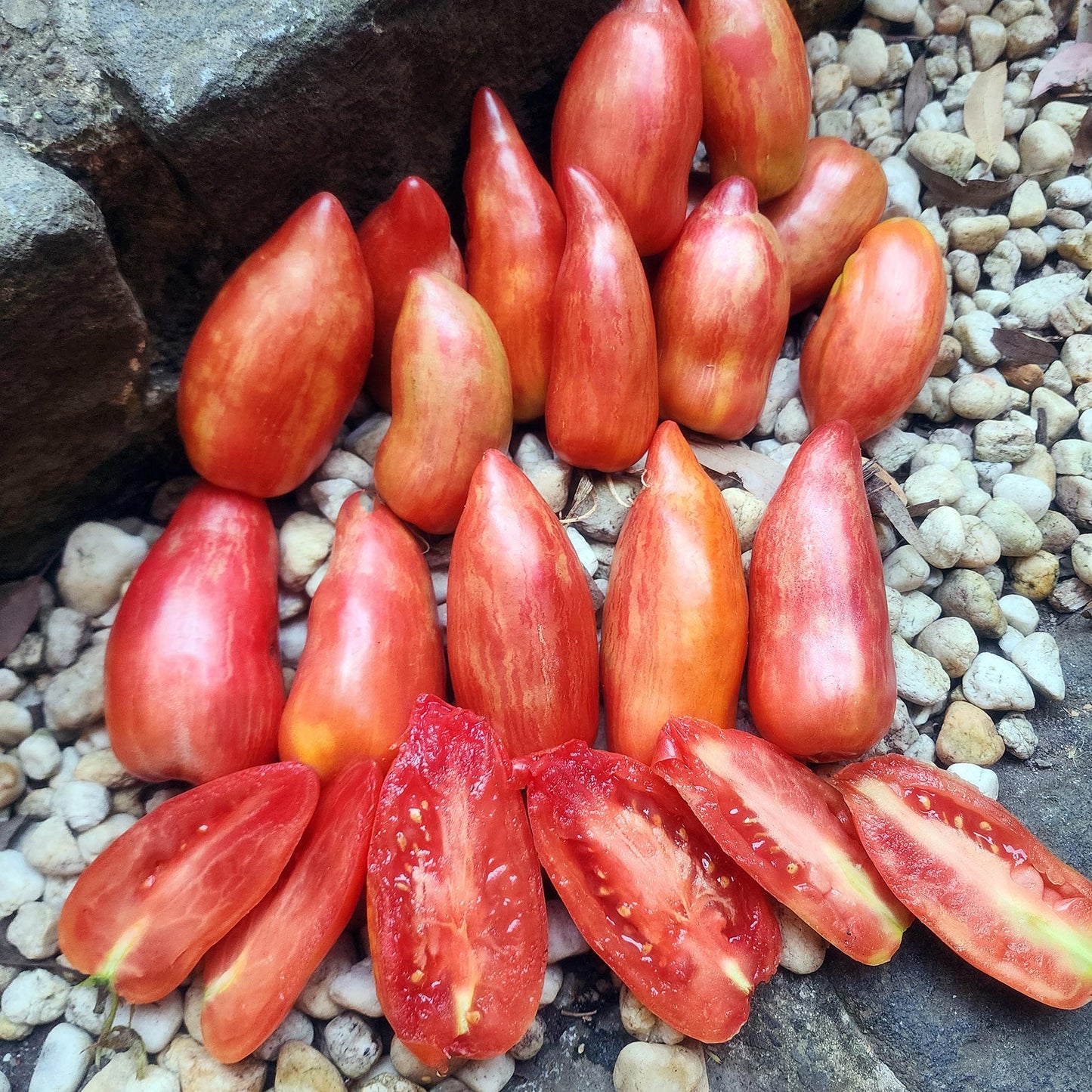 TOMATO - Fuego Rosa Tomato  - Lycopersicon esculentum