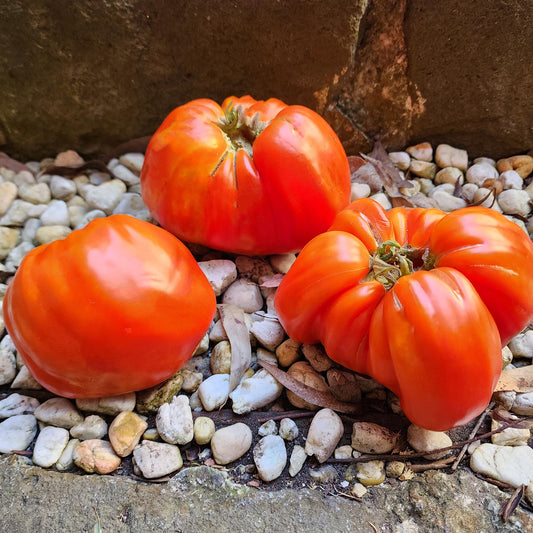 TOMATO - Goatbag Tomato  - Lycopersicon esculentum
