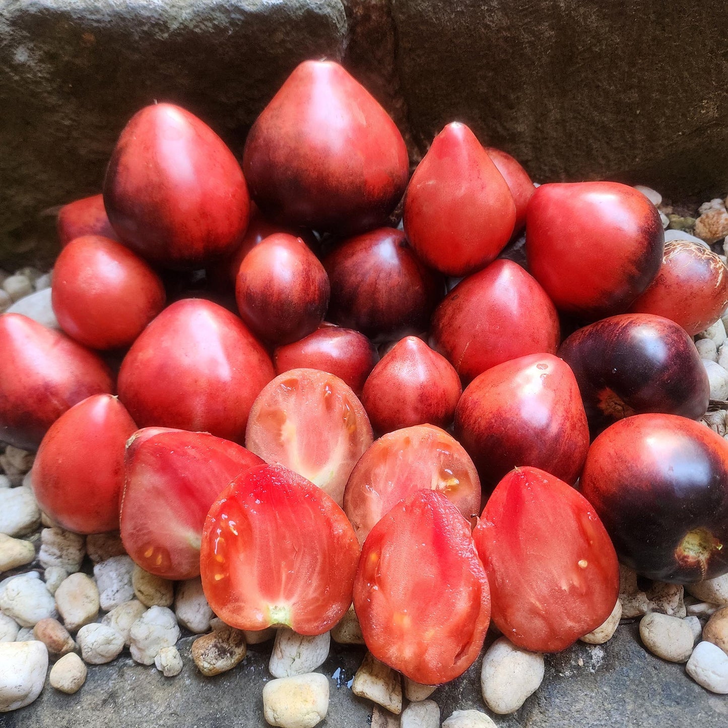 TOMATO - Sgt Peppers Tomato  - Lycopersicon esculentum