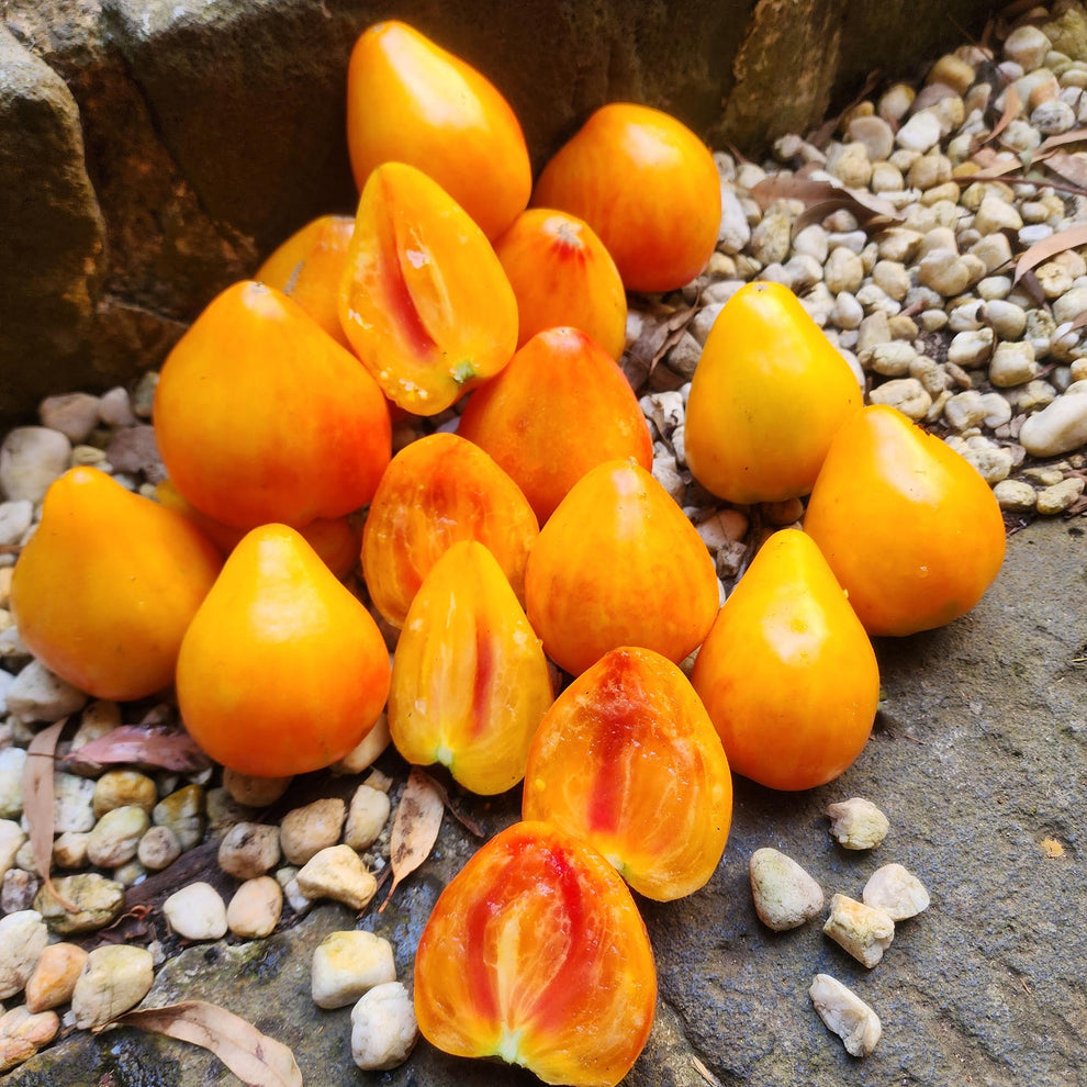 TOMATO - Orange Russian 117 Tomato | Buy Online at Seeds Of Plenty ...