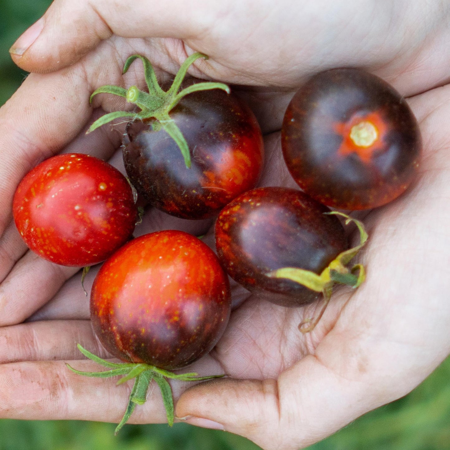 TOMATO - Dark Galaxy Tomato  - Lycopersicon esculentum