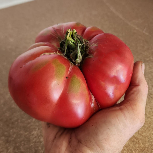 TOMATO - Rozovyi Giant Tomato  - Lycopersicon esculentum
