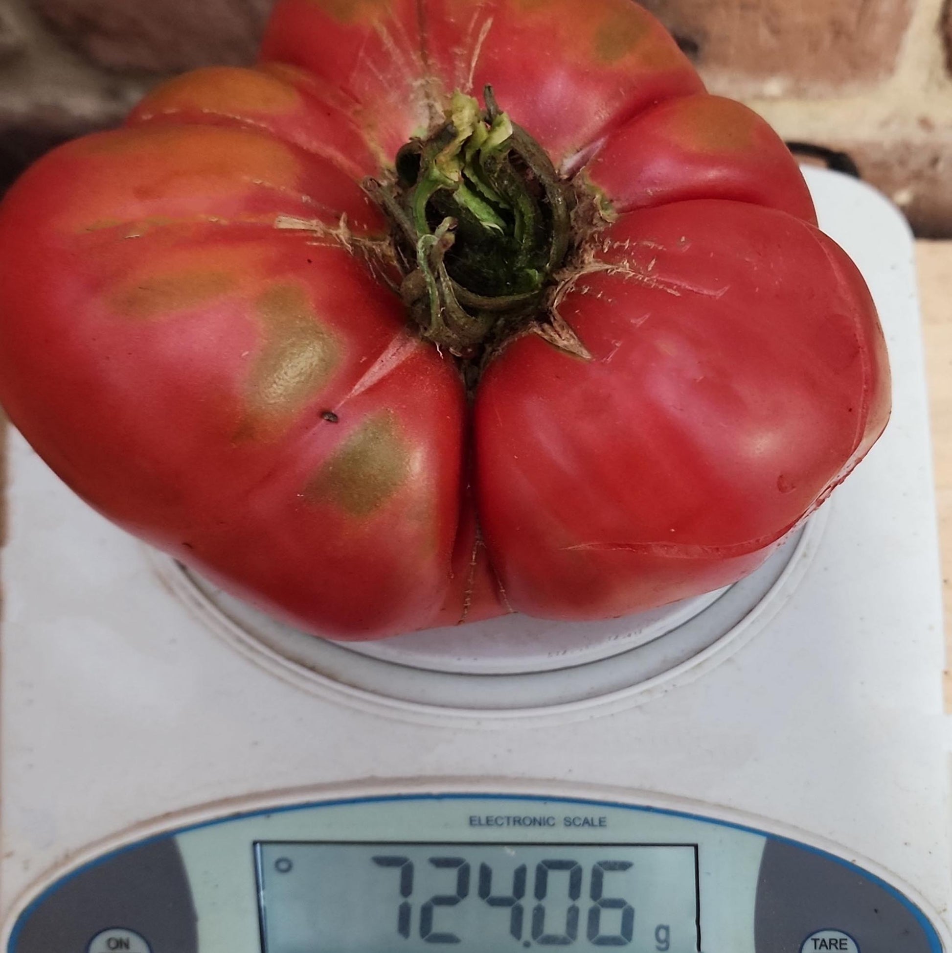 TOMATO - Rozovyi Giant Tomato  - Lycopersicon esculentum