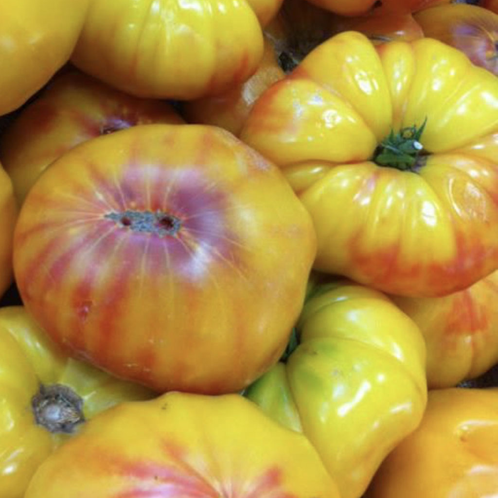 TOMATO - German Yellow Stripe