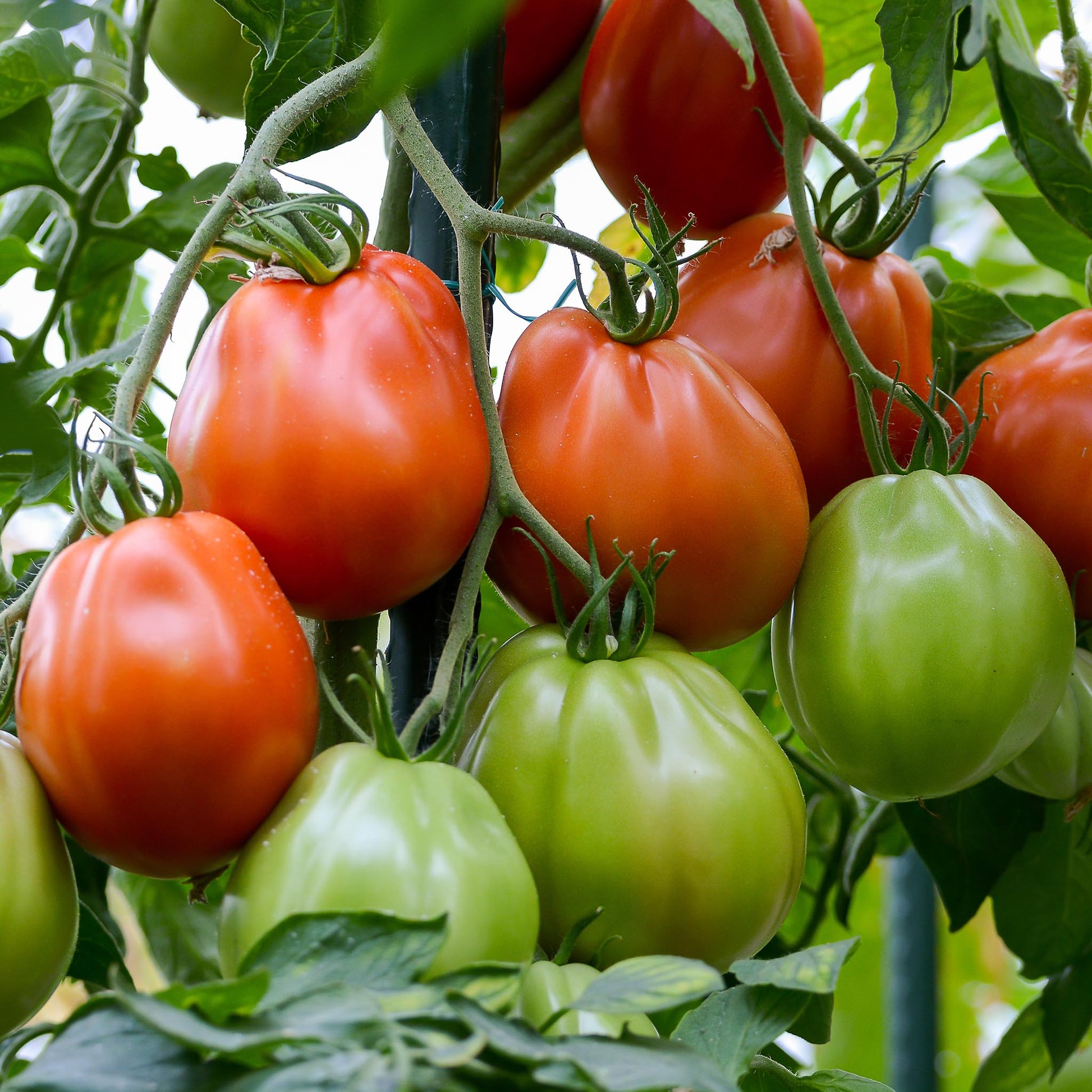 TOMATO - Periforme d'Abruzzo Tomato  - Lycopersicon esculentum