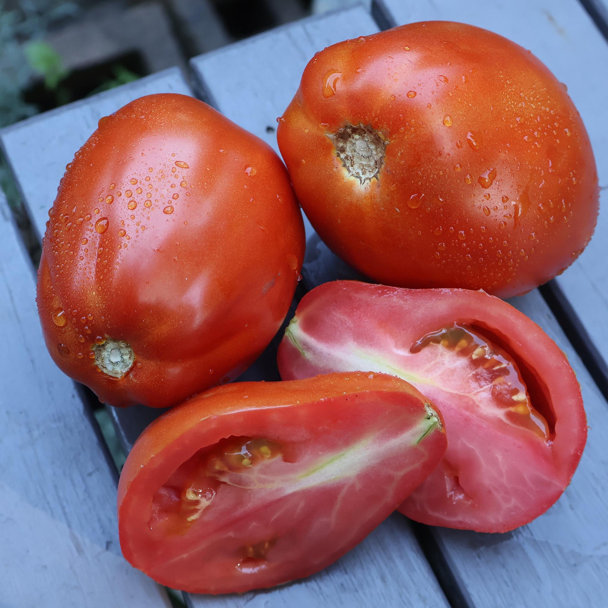 TOMATO - Periforme d'Abruzzo Tomato  - Lycopersicon esculentum