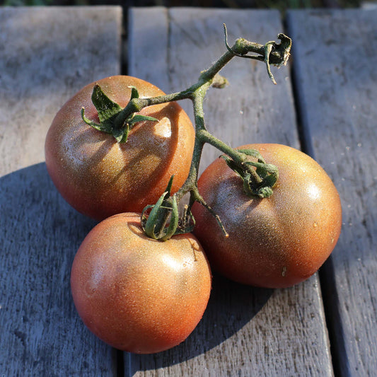 DWARF TOMATO - Mary's Cherry  - Lycopersicon esculentum